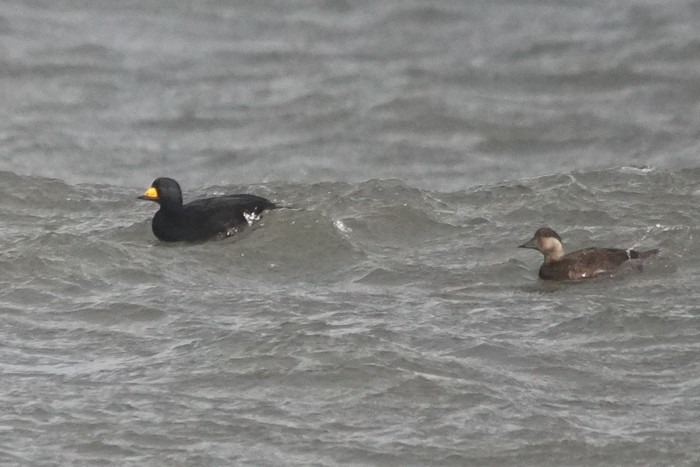 Black Scoter