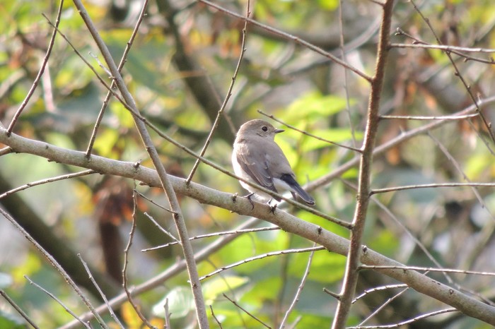 Taiga Flycatcher