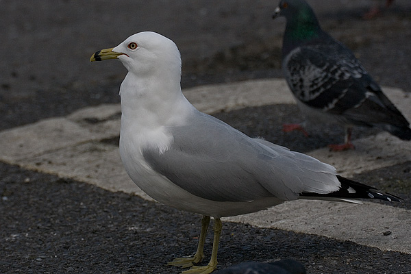 Ring-billed Gull