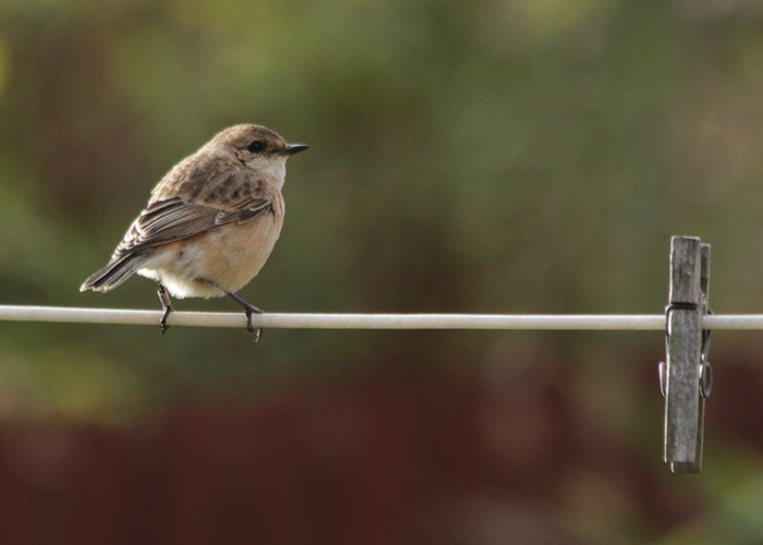 Siberian Stonechat