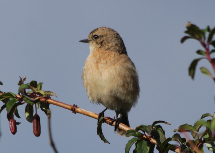 Siberian Stonechat