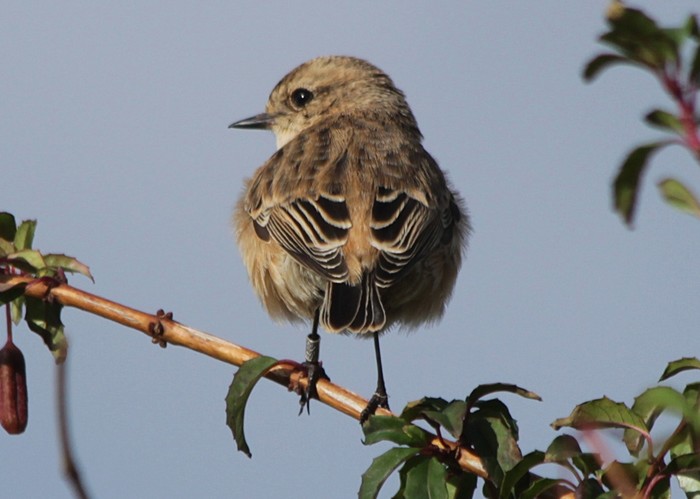 Siberian Stonechat