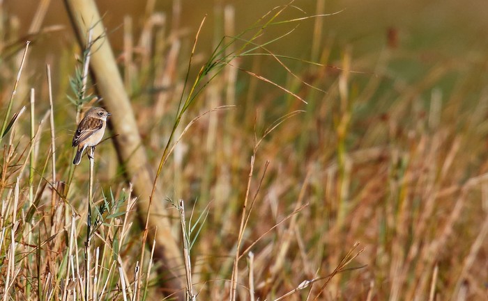 Stejneger's Stonechat