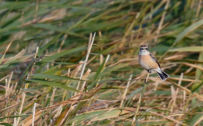 Stejneger's Stonechat