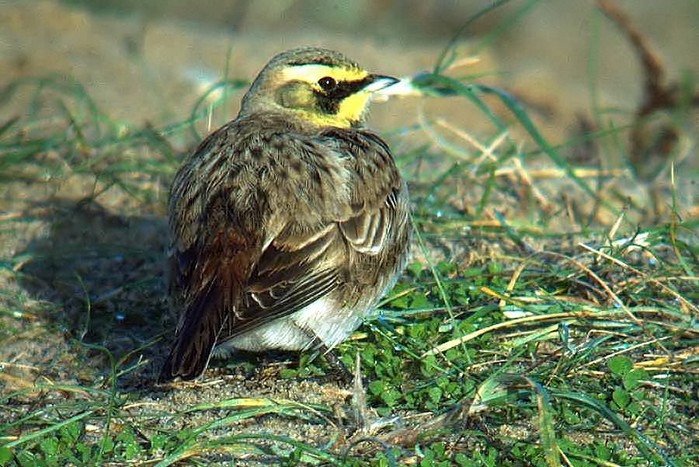 Shorelark