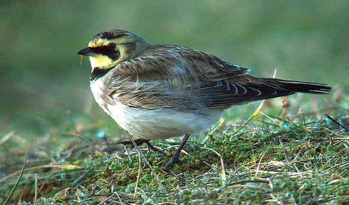 Shorelark