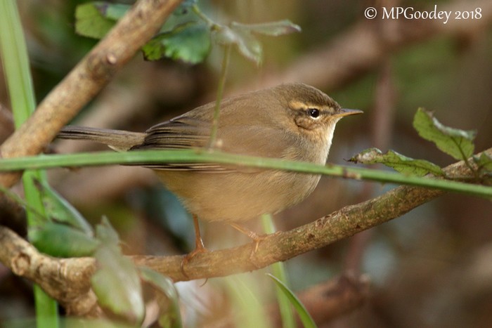 Dusky Warbler