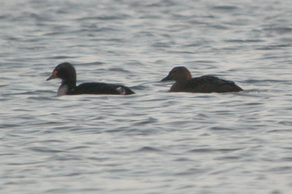 King Eider