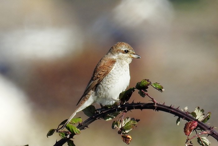 Red-backed Shrike