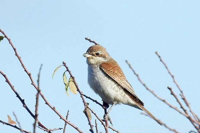 Red-backed Shrike