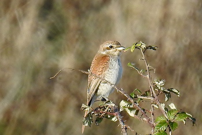 Red-backed Shrike