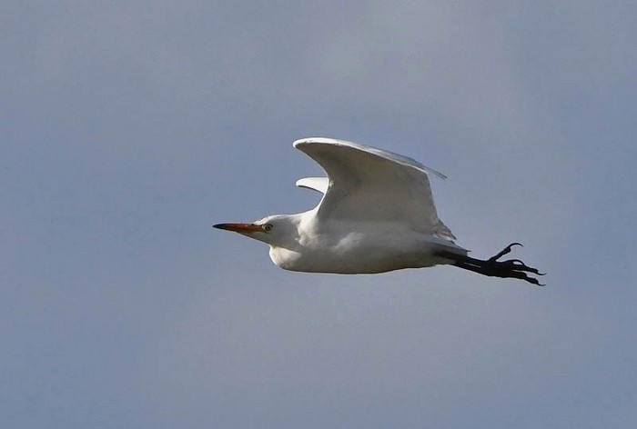 Cattle Egret