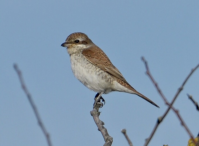 Red-backed Shrike