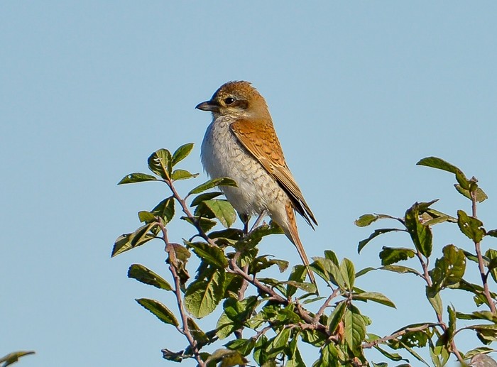 Red-backed Shrike