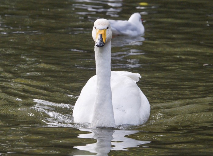 Whooper Swan