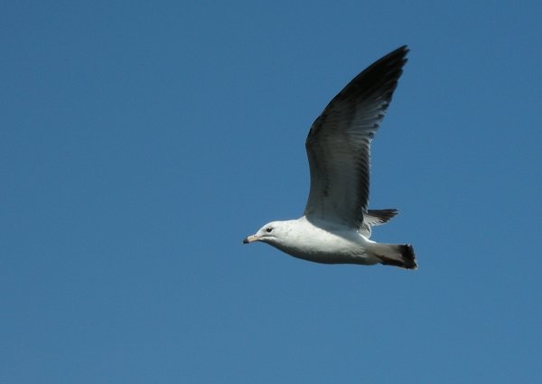 Ring-billed Gull
