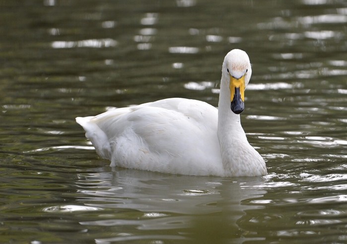 Whooper Swan