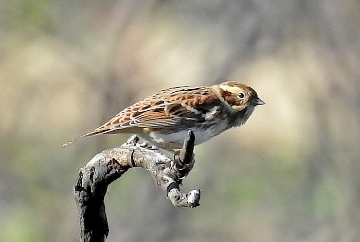 Rustic Bunting