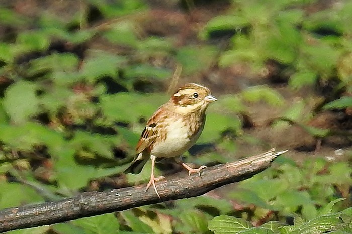 Rustic Bunting