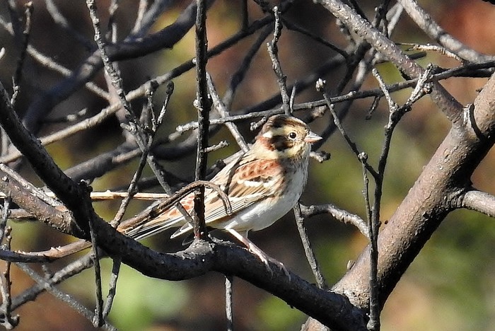 Rustic Bunting
