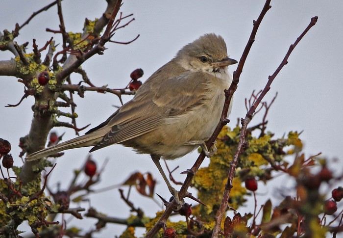 Barred Warbler