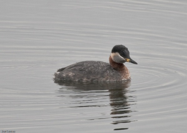 Red-necked Grebe