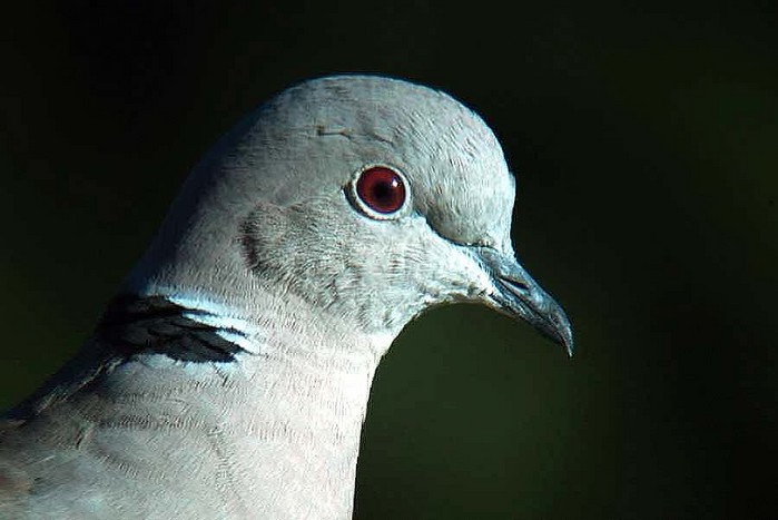 Collared Dove
