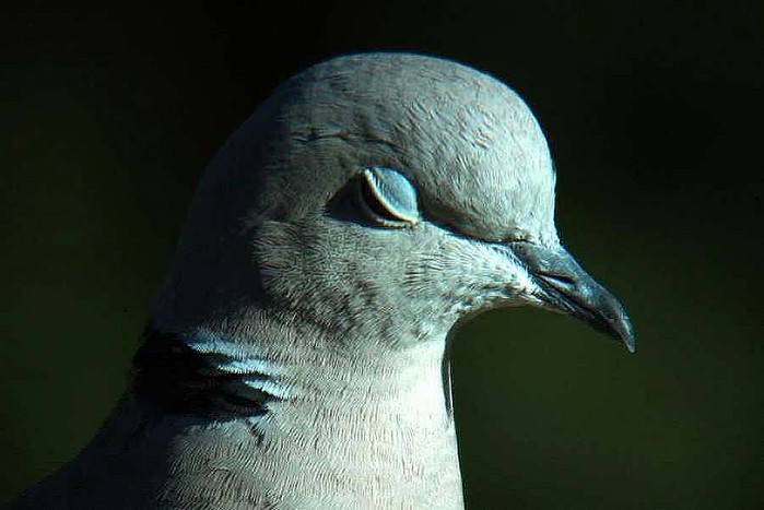Collared Dove