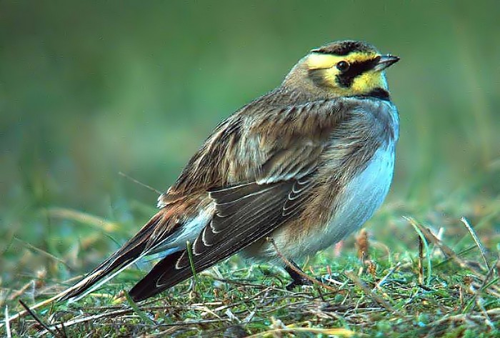 Shorelark