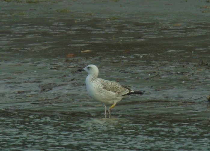 Caspian Gull