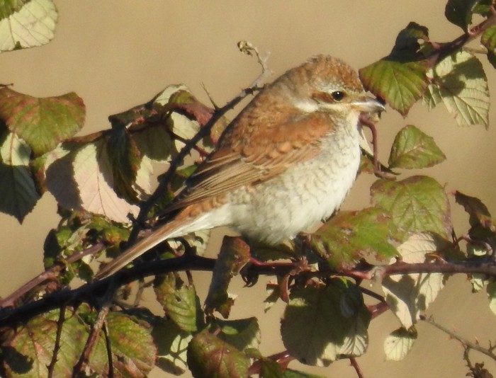 Red-backed Shrike