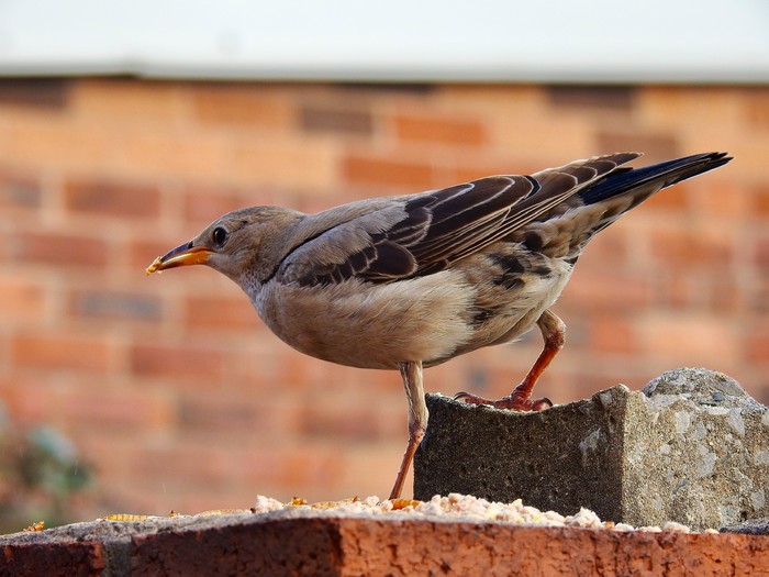 Rose-coloured Starling