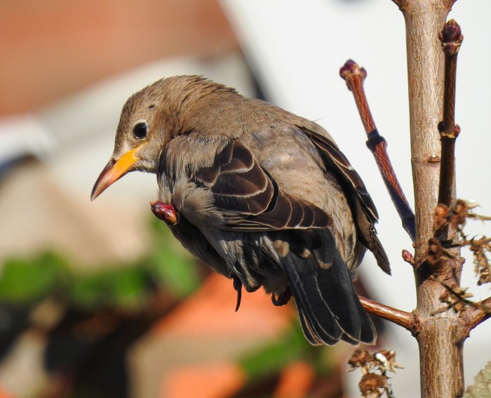 Rose-coloured Starling