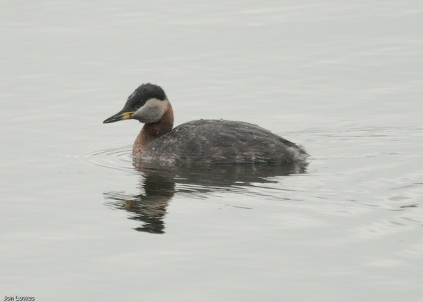 Red-necked Grebe
