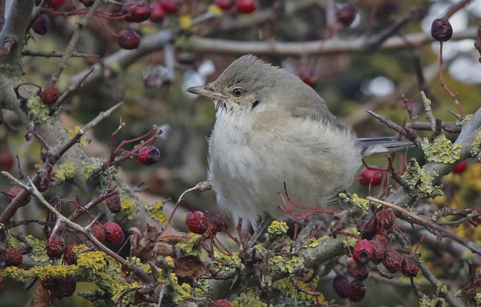 Barred Warbler