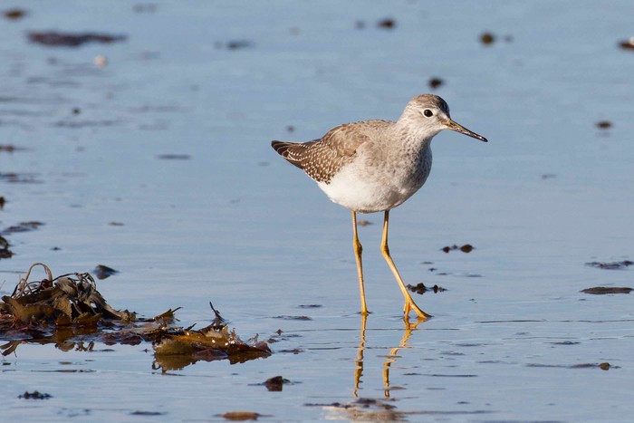Lesser Yellowlegs