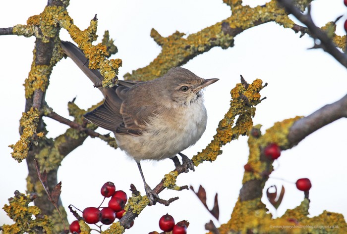 Barred Warbler
