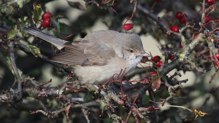 Barred Warbler