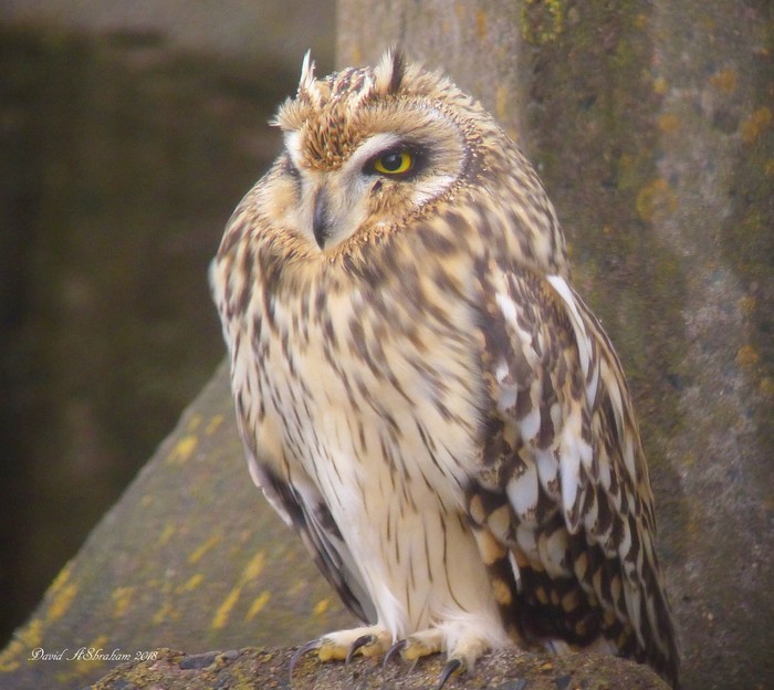 Short-eared Owl