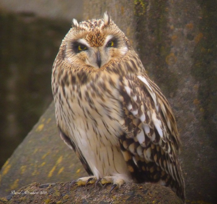 Short-eared Owl