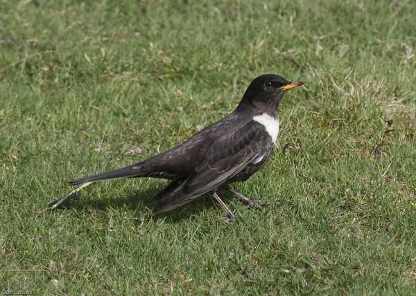 Ring Ouzel