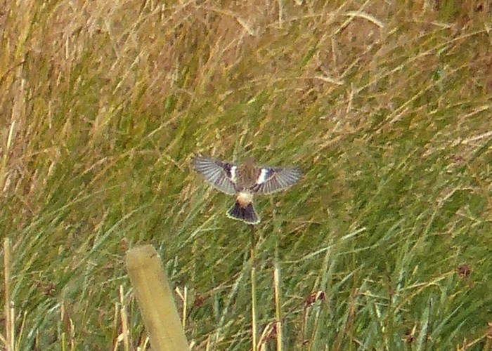 Stejneger's Stonechat