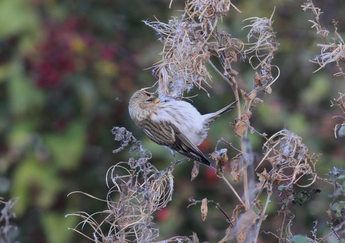 Coues's Arctic Redpoll