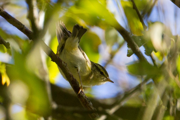 Yellow-browed Warbler