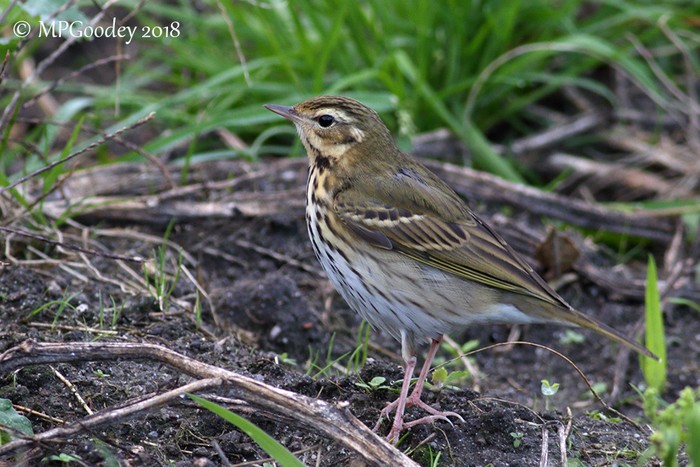 Olive-backed Pipit