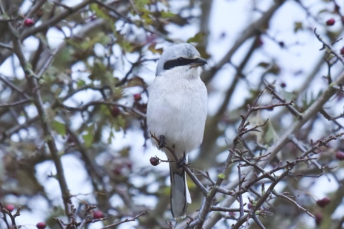 Great Grey Shrike