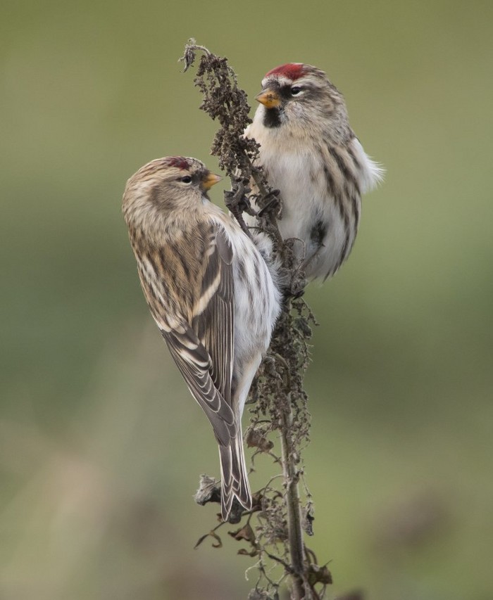 Coues's Arctic Redpoll