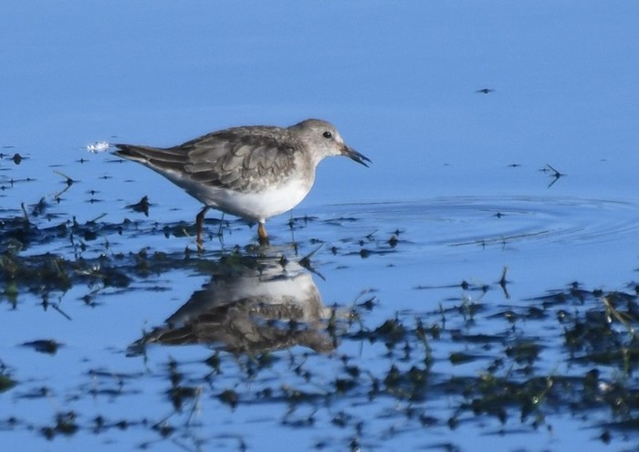 Temminck's Stint