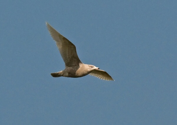 Glaucous Gull
