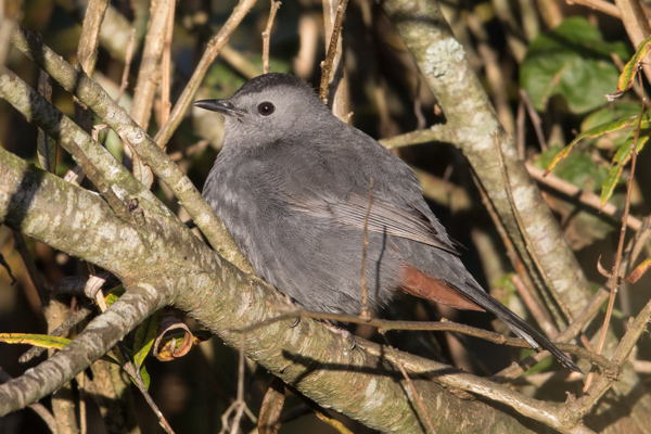 Grey Catbird